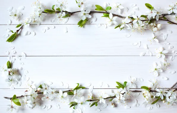 Flowers, background, spring, Apple, wood, blossom, flowers, spring