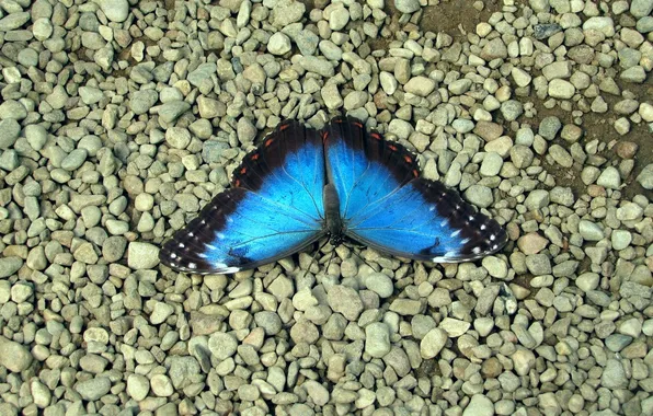 Pebbles, butterfly, wings, beautiful