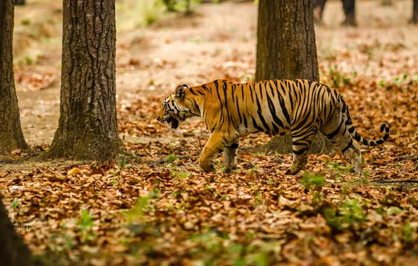 Picture strips, predator, disguise, walk, wild cat, Bengal tiger
