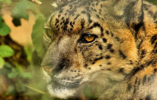 Face, IRBIS, snow leopard, wild cat