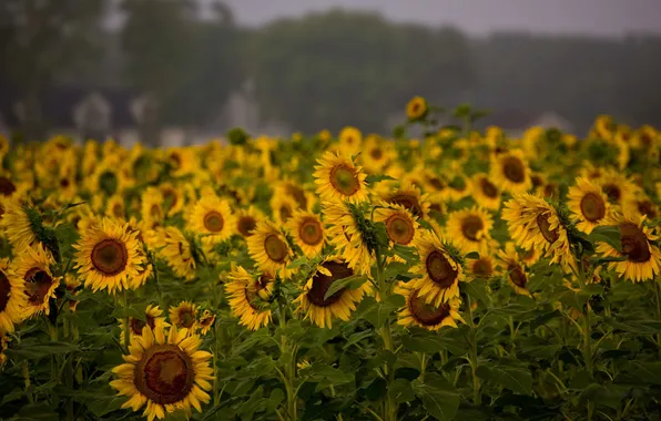 Field, sunflowers, nature, plant, field, plants, beautiful Wallpapers for desktop