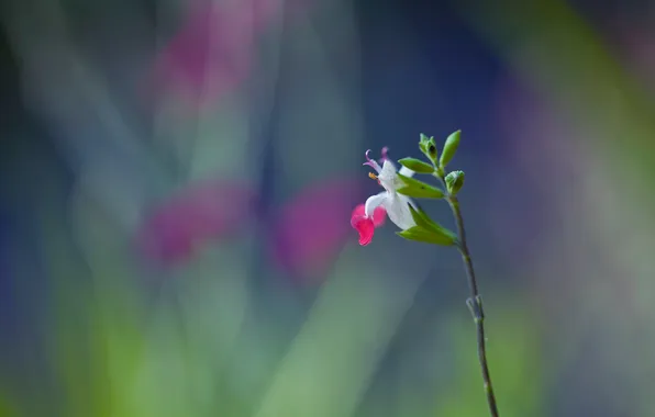 Picture flower, plant, stem
