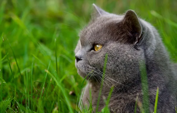 Cat, cat, face, portrait, British