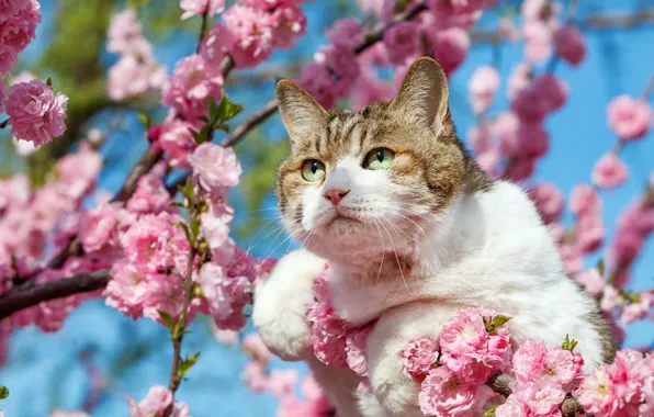 Cat, cat, look, face, light, flowers, branches, tree