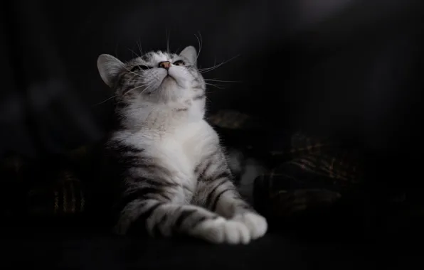 Cat, cat, look, pose, the dark background, portrait, lies, plaid