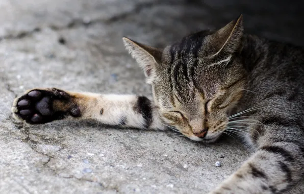 Picture cat, legs, sleeping