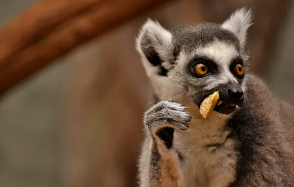 Look, face, background, portrait, lemur, meal