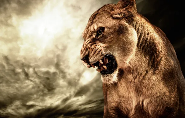 Cat, animal, anger, HDR, Lioness, roar