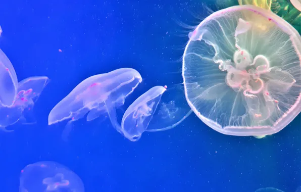 Water, jellyfish, marine inhabitants
