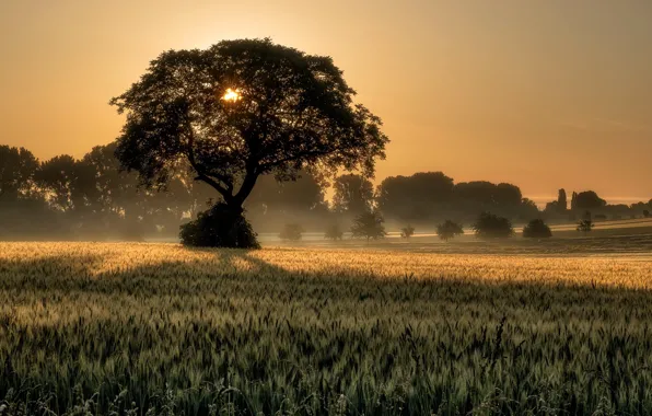 Picture trees, nature, sunset