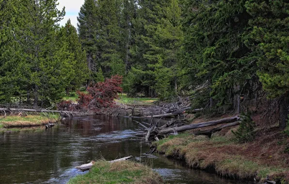 Picture forest, the sky, river, spruce, snag