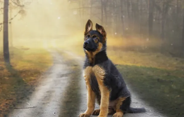 Picture forest, look, sunset, background, each, puppy, German shepherd