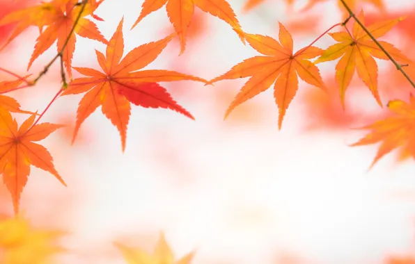 Autumn, leaves, light, Wallpaper, maple, Blik