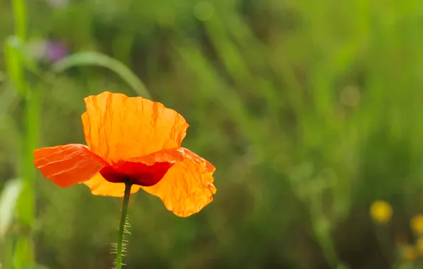 Red, flower, poppy
