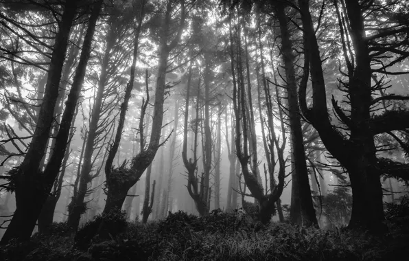 Forest, trees, nature, fog, black and white, Oregon, USA, USA