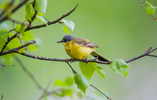 Birds, nature, background, spring, yellow wagtail