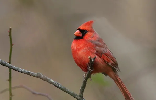 Branches, red, background, bird, cardinal
