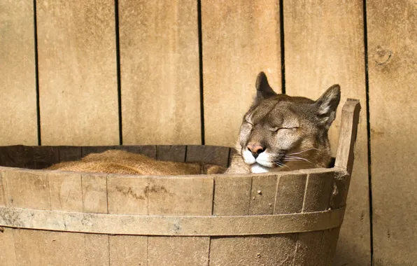 Face, stay, lies, Puma, the barrel, happy, mountain lion, Cougar