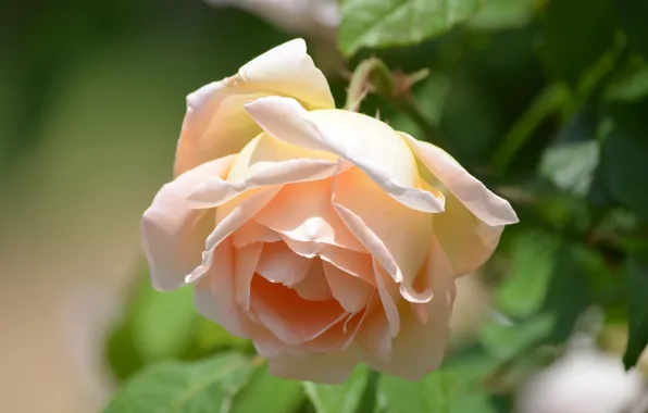 Macro, roses, buds, bokeh