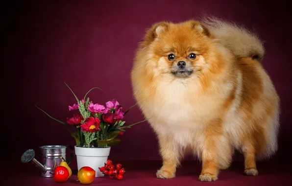 Flowers, berries, apples, pear, fruit, dog