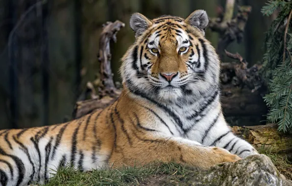 Tiger, predator, handsome