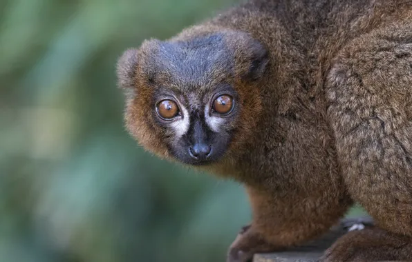 Look, pose, portrait, legs, lemur, face, green background
