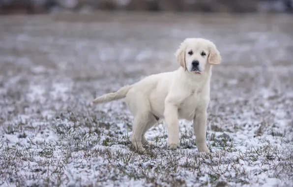 Winter, field, white, look, snow, pose, paw, dog