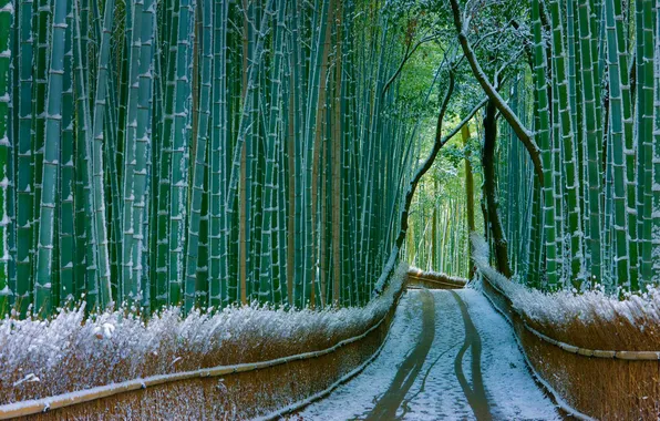 Road, snow, bamboo, Japan, Kyoto, Arashiyama
