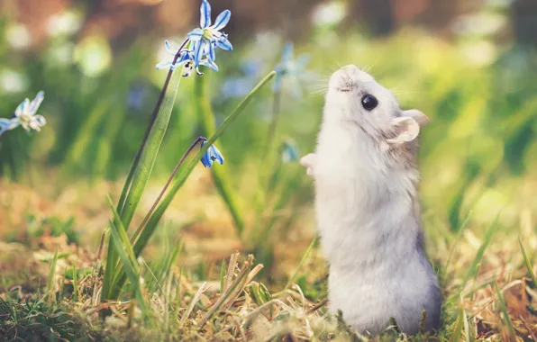 Grass, flowers, nature, hamster, bokeh, by Thunderi
