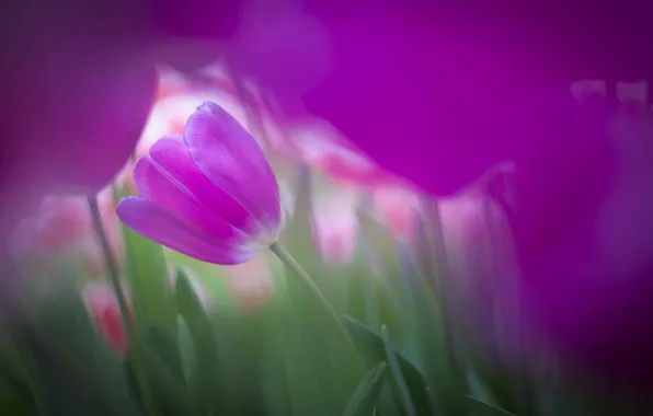 Flowers, spring, tulips