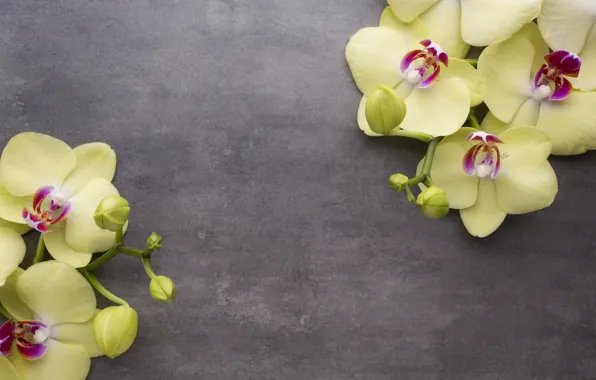 Flower, background, branch, Orchid, yellow