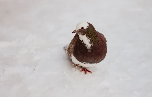 Winter, nature, bird, dove