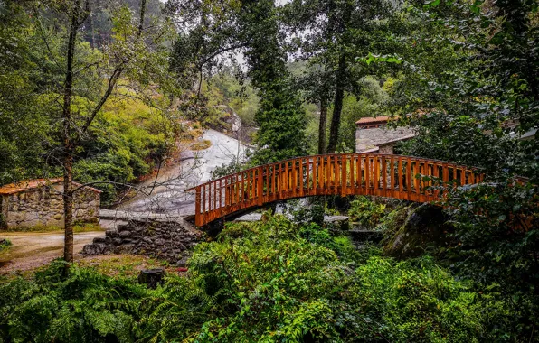 Greens, forest, trees, bridge, Park, Spain, Galicia, Barro