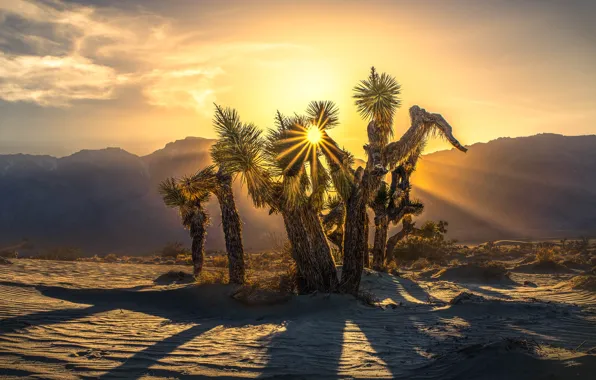The sun, trees, mountains, desert, Joshua Tree