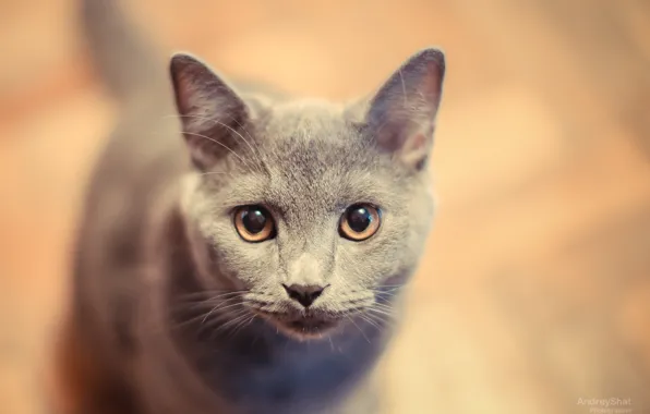 Picture cat, cat, kitty, British, Russian blue