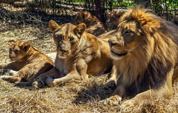 Cats, nature, children, stay, Leo, family, straw, wild cats