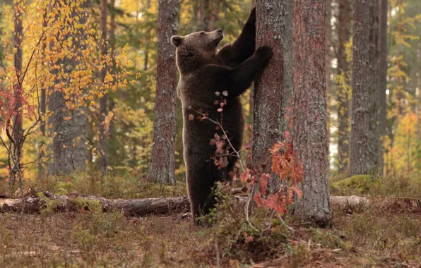 Autumn, trees, branches, nature, pose, paws, bear, log