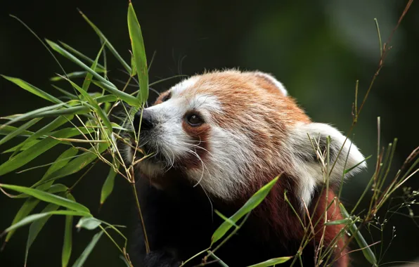 Leaves, nature, background, plants, bear, Panda, bokeh