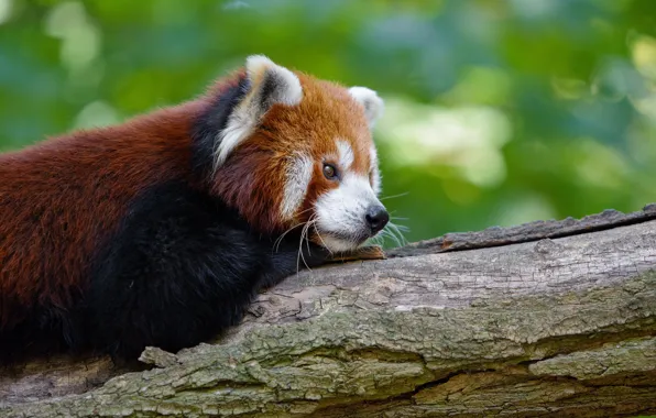 Face, pose, green, background, lies, profile, red Panda, bokeh