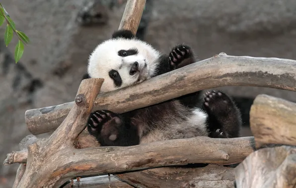 Picture bear, zoo, panda, san diego