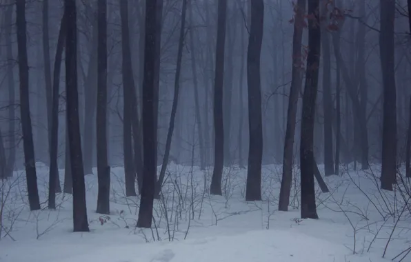 Winter, forest, snow, nature, fog