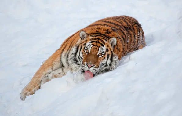 Picture language, look, snow, tiger, Wallpaper, lies, striped, looks