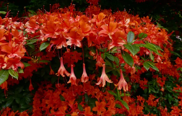 Bush, red, Azalea