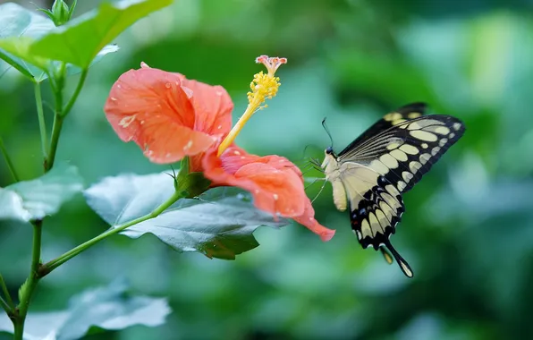 Flower, macro, butterfly, wings, beautiful, closeup