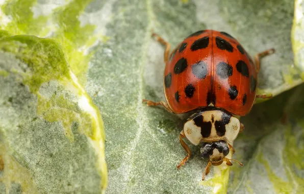 Leaves, ladybug, insect