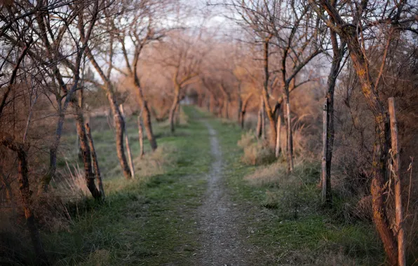 Road, light, trees, nature, morning