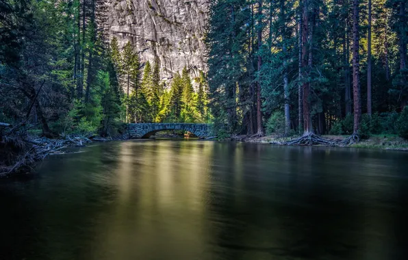 Forest, trees, bridge, nature, lake, river