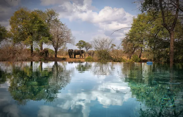 Picture the sky, water, clouds, trees, reflection, pool, mirror, elephants
