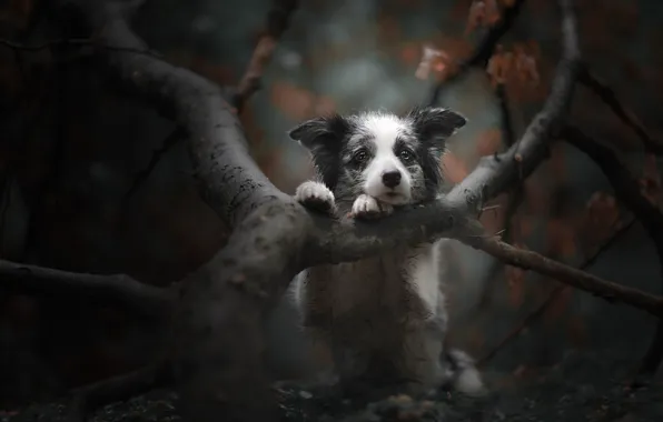 Autumn, branches, tree, dog, a sad look, face, bokeh, doggie