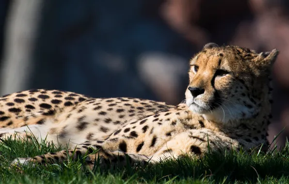 Wallpaper pose, look, lies, stay, in the shadows, Cheetah